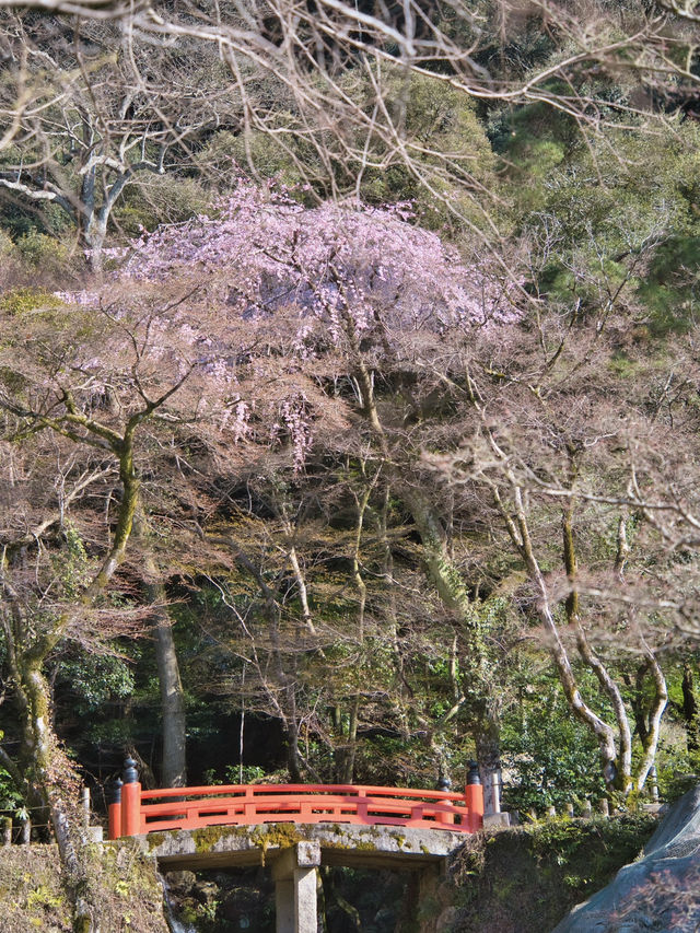 【岐阜】桜と岐阜城のコラボが最高！護國神社で歴史を感じるお花見！