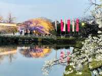 福岡舞鶴公園賞櫻美景