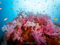 สำรวจ Dive site เกาะพระทอง