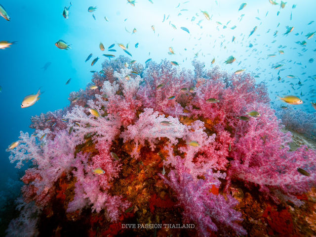 สำรวจ Dive site เกาะพระทอง