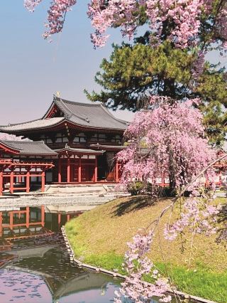 Spring Day Trip to Byodo-in Temple (Uji City)