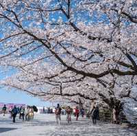 ดอกซากุระบานที่ Maizuru Park 🌸🗻🇯🇵