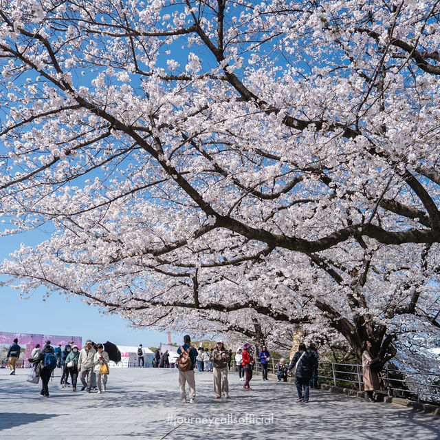 ดอกซากุระบานที่ Maizuru Park 🌸🗻🇯🇵