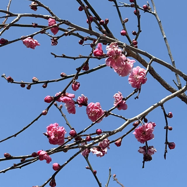 광양 매화축제
