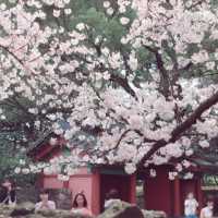 지금 가야하는 제주시 벚꽃명소🌸