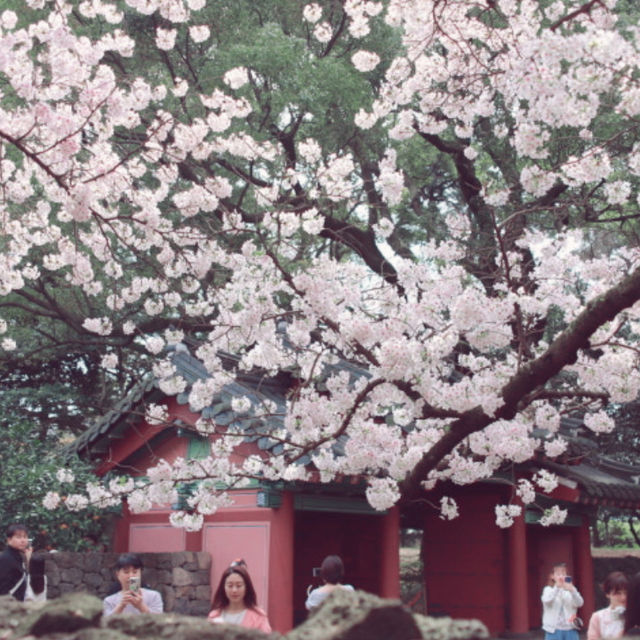 지금 가야하는 제주시 벚꽃명소🌸