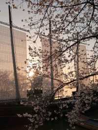 Wuxi Yuantouzhu Cherry Blossoms - China's Most Stunning Lakeside Sakura
