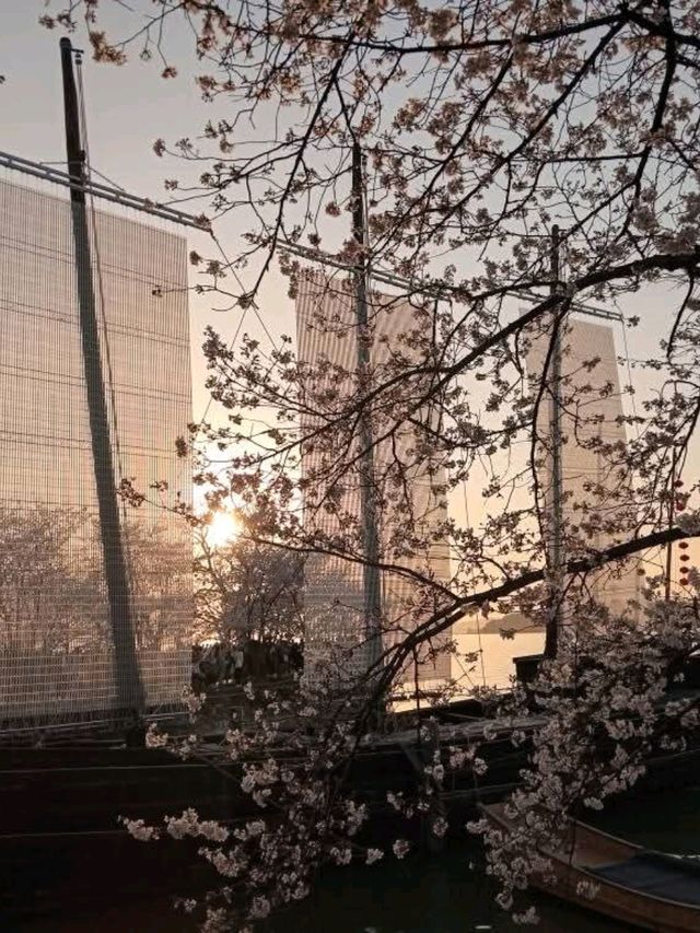 Wuxi Yuantouzhu Cherry Blossoms - China's Most Stunning Lakeside Sakura