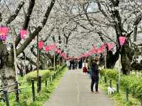 一度は行きたい権現堂堤の桜
