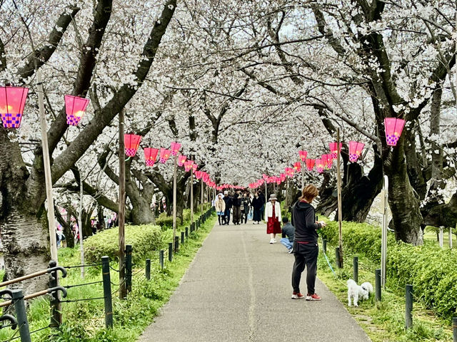 一度は行きたい権現堂堤の桜