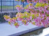 🌸淀の河津樱🌸吹雪黄昏美景