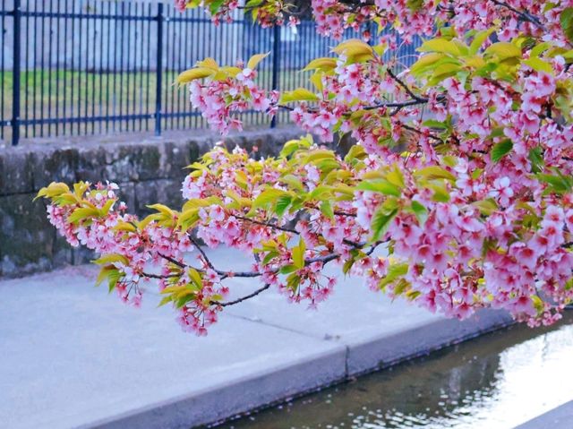🌸淀の河津樱🌸吹雪黄昏美景