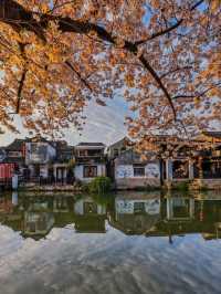 Ancient Town + Sakura: Cherry Blossoms in Xitang Ancient Town