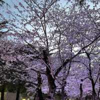 【名古屋観光】˗ˏˋ鶴舞公園の四季折々の魅力を堪能しよう🌸ˎˊ˗