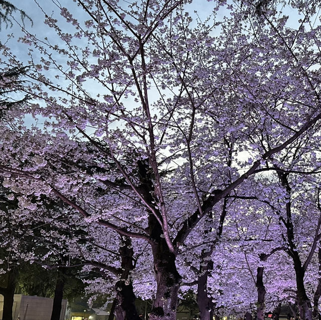 【名古屋観光】˗ˏˋ鶴舞公園の四季折々の魅力を堪能しよう🌸ˎˊ˗