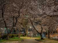 【名古屋】都会のオアシスに咲く桜を満喫できる穴場スポット✨🌸  