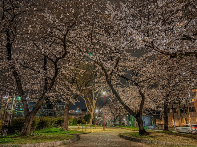 【名古屋】都会のオアシスに咲く桜を満喫できる穴場スポット✨🌸  