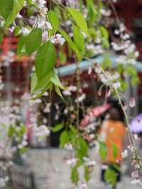 【石川×那谷寺】朱色の鮮やかな華王殿 両脇のしだれ桜が素晴らしい