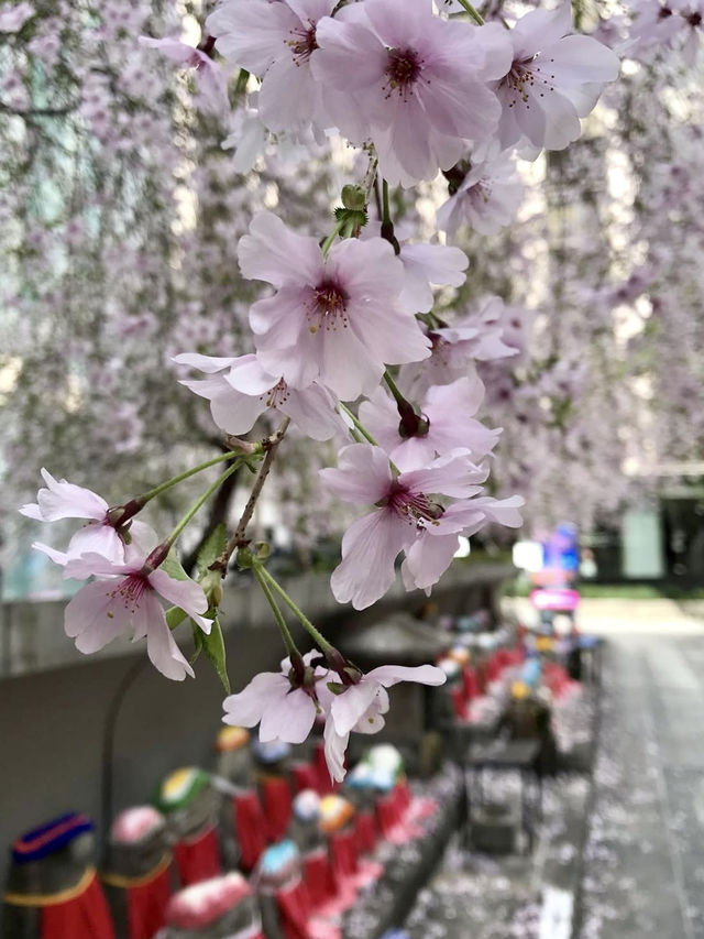 The Stunning Weeping Cherry Blossoms of Rokkakudo Chohoji