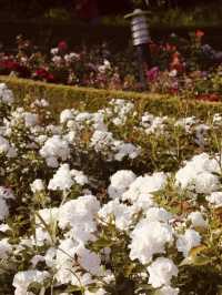 Spring's Gentle Awakening: Dodang Park's Promise of Floral Grandeur 