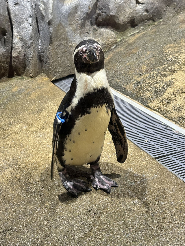 適合家庭與小朋友的沖繩DMM Kariyushi水族館