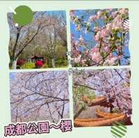 成都公園~ 搶鏡的櫻花