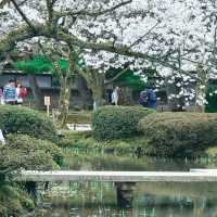 櫻花的搬運工～宇茂佐之森公園