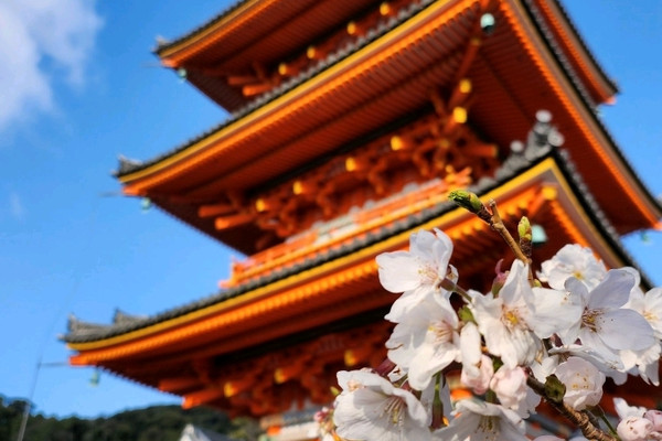 ondo様専用 京東都 清水寺 伏見稲荷 ストール 京都 kyo