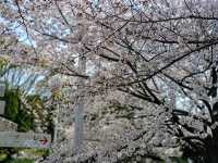 大阪賞櫻-花博公園鶴見綠地，世界各國庭園造景