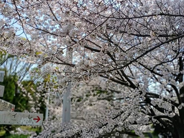 大阪賞櫻-花博公園鶴見綠地，世界各國庭園造景