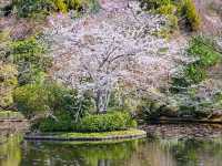 京都龍安寺，櫻花與禪風枯山水結合的美妙庭園