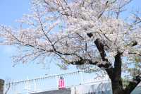 🌸✨ A Spring Day Among Cherry Blossoms at Sumida Park ✨🌸