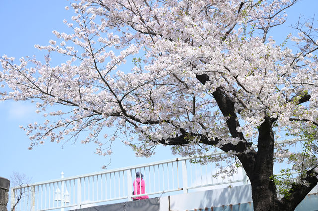 🌸✨ A Spring Day Among Cherry Blossoms at Sumida Park ✨🌸