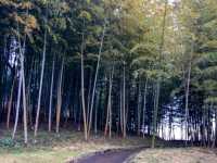 【千葉】あけぼの山農業公園でお花見