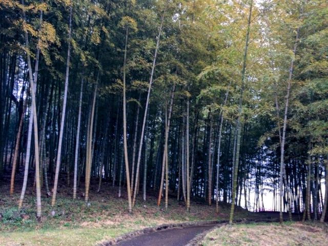 【千葉】あけぼの山農業公園でお花見
