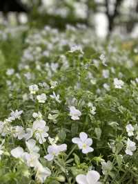 【埼玉】広大な敷地に、四季折々の花が咲き乱れる公園