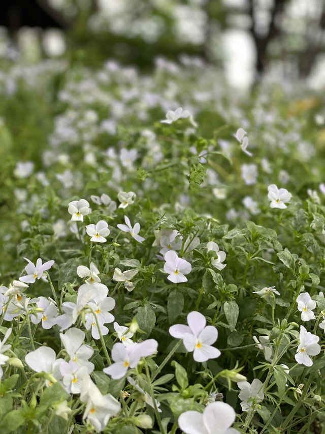 【埼玉】広大な敷地に、四季折々の花が咲き乱れる公園