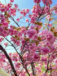 【長野】今だけ!!お城と桜の超穴場スポット