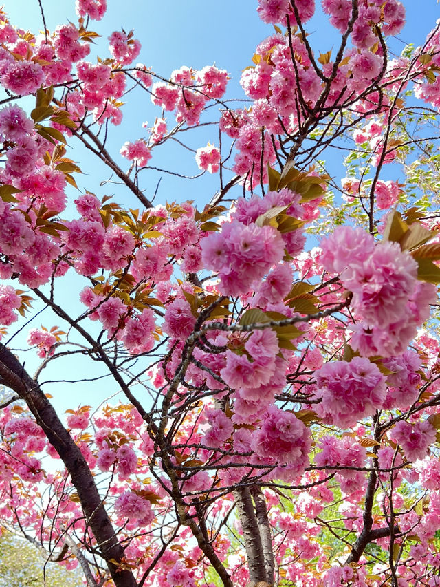 【長野】今だけ!!お城と桜の超穴場スポット