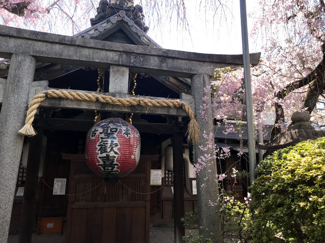 雨宝院と桜（京都府京都市）