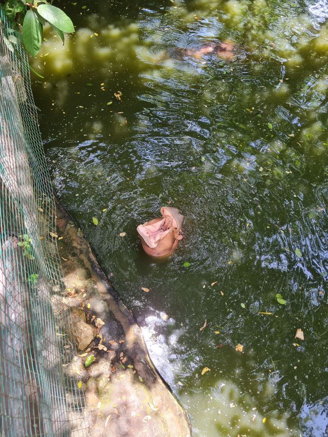 Khao Kheow Open Zoo 