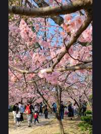 Wuxi Turtle Head Isle Cherry Blossoms– China's Most Breathtaking Sakura Destination