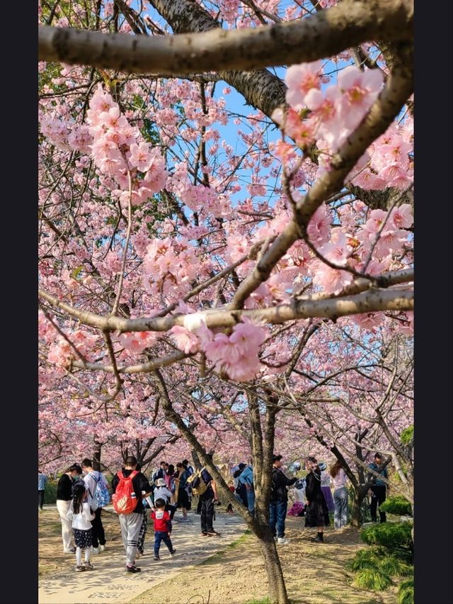 Wuxi Turtle Head Isle Cherry Blossoms– China's Most Breathtaking Sakura Destination Wuxi Turtle Head Isle Cherry Blossoms– China's Most Breathtaking Sakura Destination