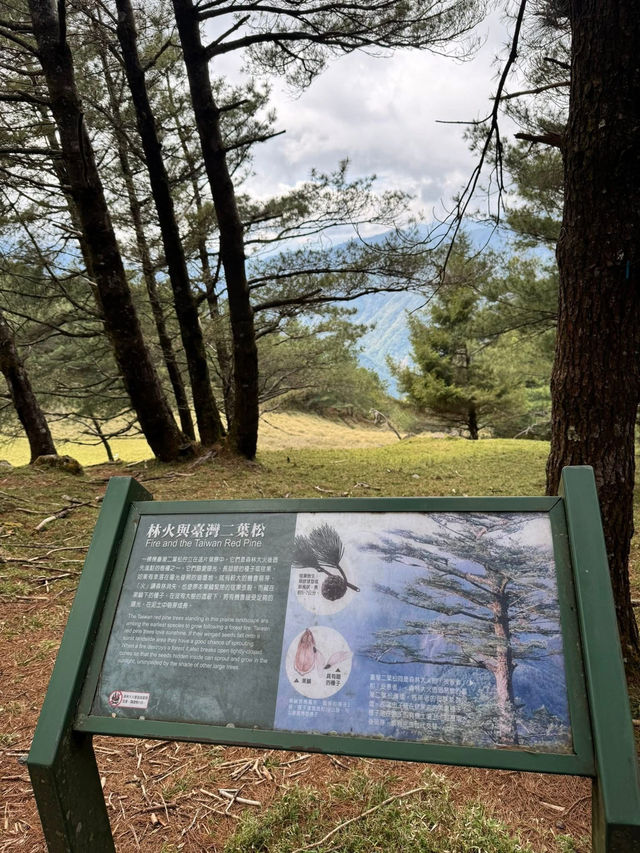 塔塔加的熱門山～麟趾山輕鬆走