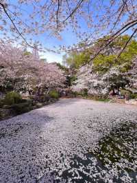 Spring’s Gentle Embrace: Cherry Blossoms at Gucun Park