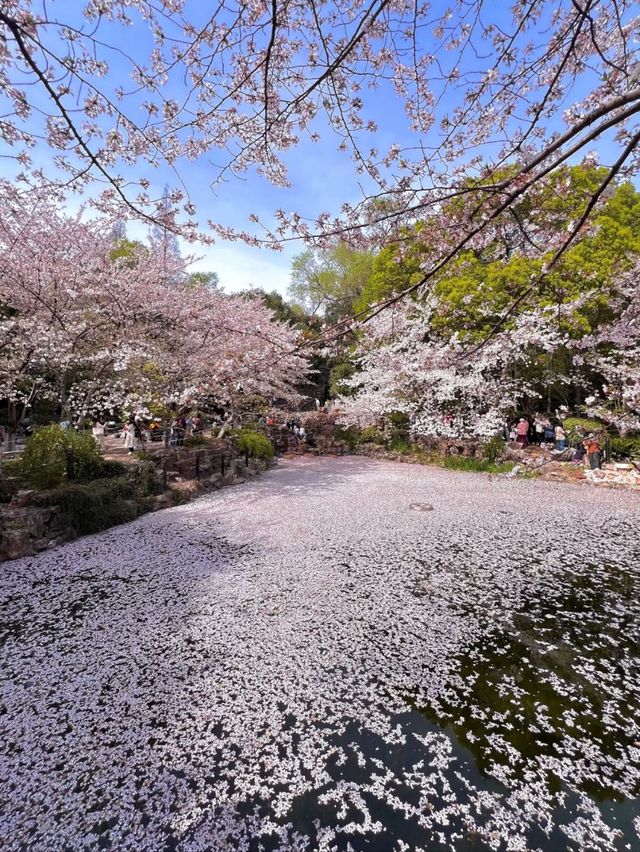 Spring’s Gentle Embrace: Cherry Blossoms at Gucun Park