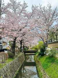 Philosopher’s Path Cherry Blossoms – Kyoto’s Most Poetic Walk