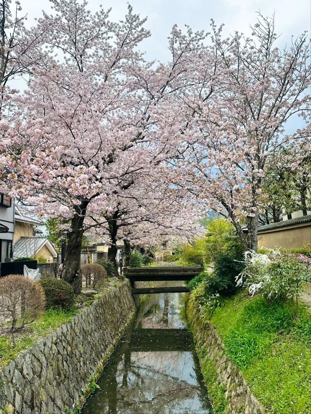 Philosopher’s Path Cherry Blossoms – Kyoto’s Most Poetic Walk