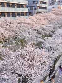 🌸 Meguro River Cherry Blossoms Are Beautiful, But I Prefer This Quiet Hidden Gem