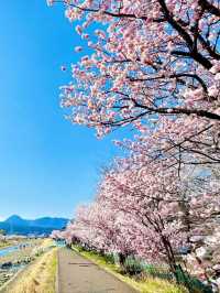 Wadaharajuku Station & Shiawase Road Cherry Blossoms | Yamanashi's Hidden Sakura Gem